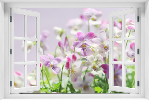 Fototapeta Naklejka Na Ścianę Okno 3D - purple viola flowers on purple background