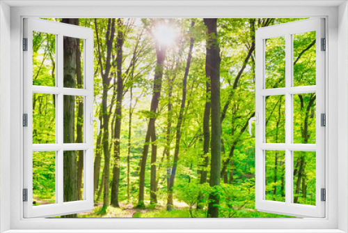 Fototapeta Naklejka Na Ścianę Okno 3D - Green forest panorama with green sunny trees