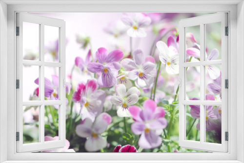 Fototapeta Naklejka Na Ścianę Okno 3D - purple viola flowers on purple background