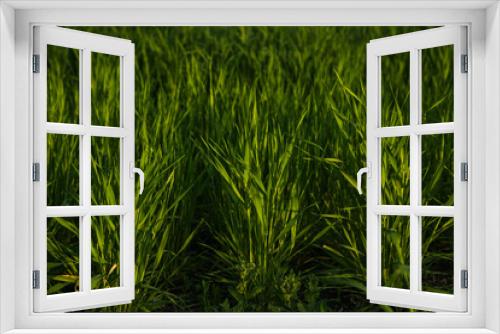 Fototapeta Naklejka Na Ścianę Okno 3D - Beautiful green wheat farm. Food issue concept.