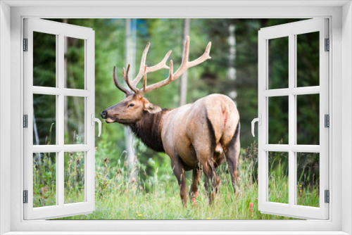 Fototapeta Naklejka Na Ścianę Okno 3D - Rocky Mountain Elk