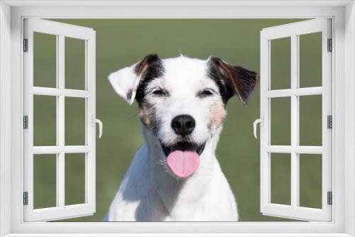 Fototapeta Naklejka Na Ścianę Okno 3D - Summer portrait of funny smiling white parson russell terrier with black and sable markings on a face. Cute and friendly small family parson pet dog sitting outside with background of green grass
