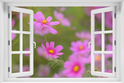 Fototapeta Naklejka Na Ścianę Okno 3D - 優しいコスモスの花々
