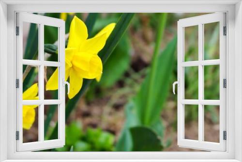Fototapeta Naklejka Na Ścianę Okno 3D - beautiful spring blooming flowers
