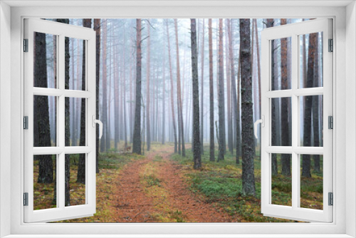 Fototapeta Naklejka Na Ścianę Okno 3D - Forest with mist