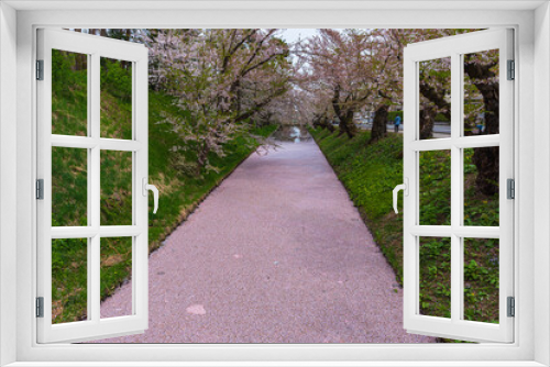 Fototapeta Naklejka Na Ścianę Okno 3D - Amazing spring scene at Hirosaki castle in Aomori prefecture,Japan. After full bloom of cherry blossom, the wind scattered the cherry blossoms on the moat water.