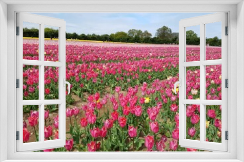 Fototapeta Naklejka Na Ścianę Okno 3D - Norfolk Tulips | UK Tulips | British Tulips | Tulips for Tapping 2022 | Norfolk Tulip Fields