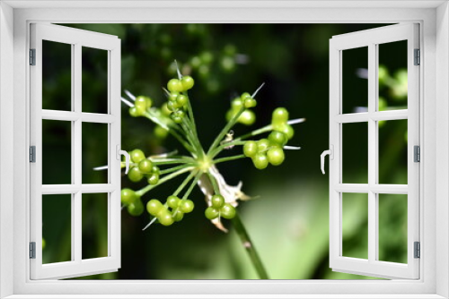 Fototapeta Naklejka Na Ścianę Okno 3D - Grüne Samenkapseln eines Bärlauchs