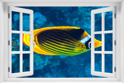 Fototapeta Naklejka Na Ścianę Okno 3D - Racoon Butterflyfish. Red Sea, Egypt