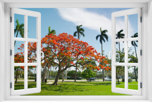 Fototapeta Naklejka Na Ścianę Okno 3D - Royal Poinciana Tree Blooming in Palm Beach, Florida