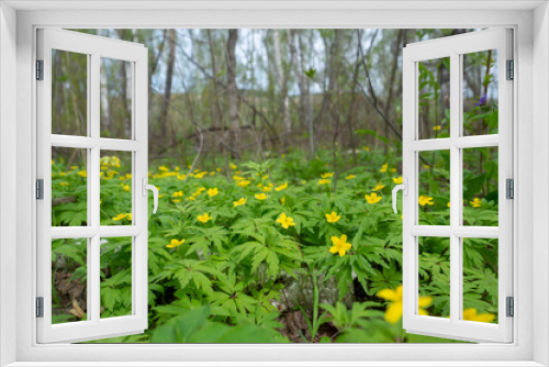 Fototapeta Naklejka Na Ścianę Okno 3D - Beautiful yellow anemone flowers in spring in the forest closeup in nature. Spring forest landscape with blooming primroses.