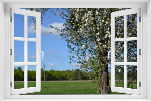 Fototapeta Naklejka Na Ścianę Okno 3D - blooming tree