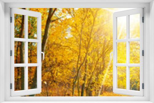 Fototapeta Naklejka Na Ścianę Okno 3D - maple forest in autumn