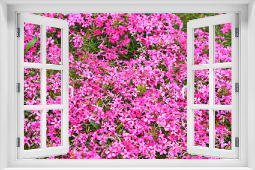 Fototapeta Naklejka Na Ścianę Okno 3D - Upholstery phlox close-up. Flowering groundcover for the garden. Phlox subulata.
