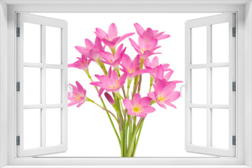 Fototapeta Naklejka Na Ścianę Okno 3D - Rain Lily isolated on white background