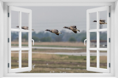 Fototapeta Naklejka Na Ścianę Okno 3D - Brent goose (Branta bernicla)