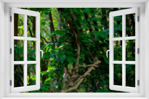 Fototapeta Naklejka Na Ścianę Okno 3D - The giant creeper creeping in the jungle selective focus images.