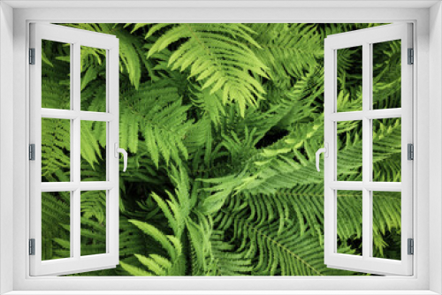 Fototapeta Naklejka Na Ścianę Okno 3D - Spring ferns