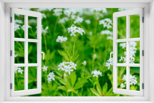 Fototapeta Naklejka Na Ścianę Okno 3D - Weiß blühender Waldmeister (Galium odoratum) im Frühling in seiner natürlichen Umgebung fotografiert.