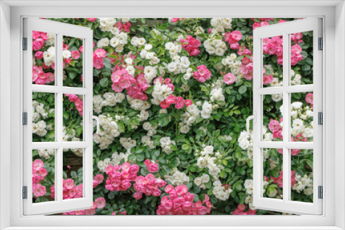 Fototapeta Naklejka Na Ścianę Okno 3D - 瑞々しいカラフルな満開の薔薇