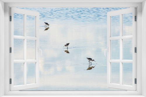 Fototapeta Naklejka Na Ścianę Okno 3D - Sandpipers search in the wet sand where the sky and clouds are reflected.