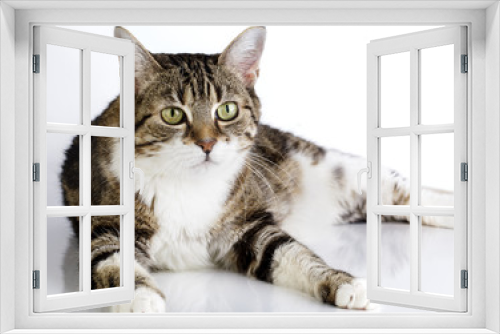 Fototapeta Naklejka Na Ścianę Okno 3D - Katze