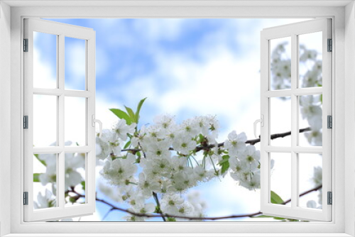 Fototapeta Naklejka Na Ścianę Okno 3D - Blooming white cherry blossoms against the blue sky.
Kwitnące białe kwiaty wiśni na tle błękitnego nieba.