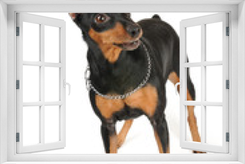 Fototapeta Naklejka Na Ścianę Okno 3D - Purebred dog
