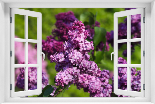 Fototapeta Naklejka Na Ścianę Okno 3D - Beautiful lilac bushes with blooming flowers. Spring season, beautiful flowers in sunny day, nature detail. Selective focus