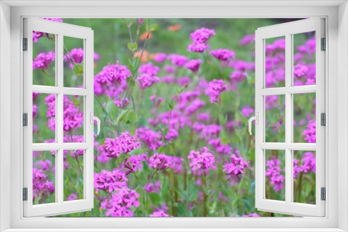 Fototapeta Naklejka Na Ścianę Okno 3D - ナデシコの咲く風景