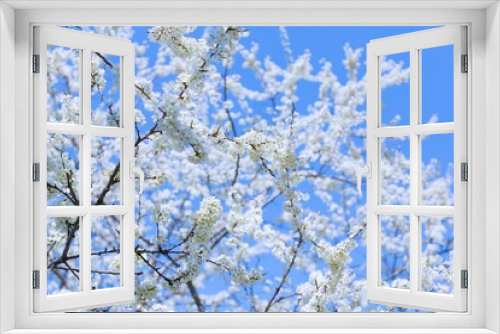 Fototapeta Naklejka Na Ścianę Okno 3D - plum blossoms on a clear sunny day photo for postcards and for design 