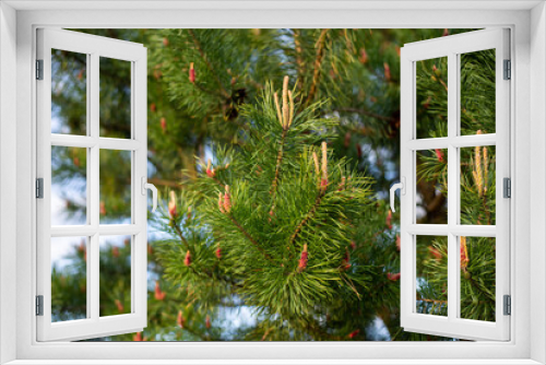 Fototapeta Naklejka Na Ścianę Okno 3D - Close-up of new sprouts on pine trees
