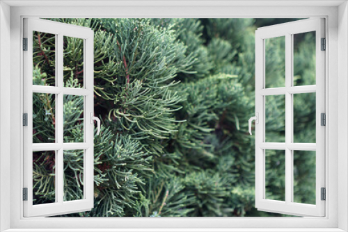 Fototapeta Naklejka Na Ścianę Okno 3D - Closeup detail of a spruce tree. Can be used as a natural background.      