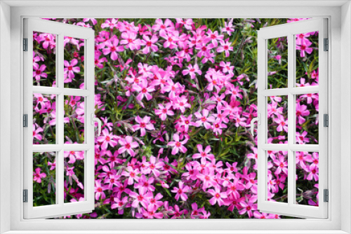 Fototapeta Naklejka Na Ścianę Okno 3D - Many tiny pink verbena flowers