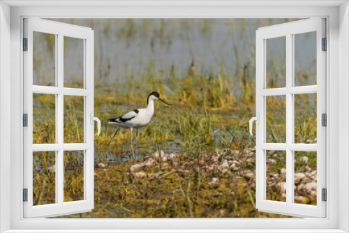 Fototapeta Naklejka Na Ścianę Okno 3D - Avocette élégante (Recurvirostra avosetta - Pied Avocet)