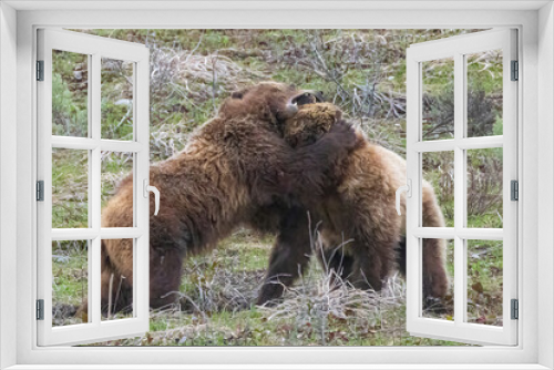 Fototapeta Naklejka Na Ścianę Okno 3D - Wild grizzly bear cubs of the famous 