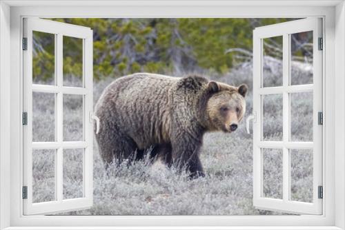 Fototapeta Naklejka Na Ścianę Okno 3D - A wild grizzly bear known as 'Fritter' grazing in a field in Grand Teton National Park in Wyoming.