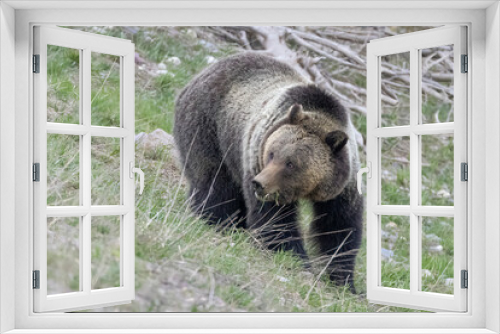 Fototapeta Naklejka Na Ścianę Okno 3D - A wild grizzly bear known as 'Fritter' grazing in a field in Grand Teton National Park in Wyoming.