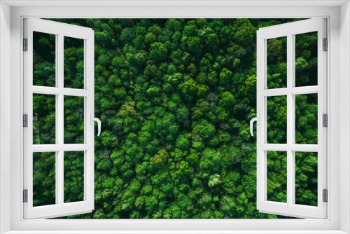 Fototapeta Naklejka Na Ścianę Okno 3D - Lush Green Foliage in Forest at Spring or Summer