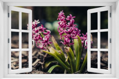 Fototapeta Naklejka Na Ścianę Okno 3D - fioletowe hiacynty kwitnące kwiaty wiosną w ogrodzie