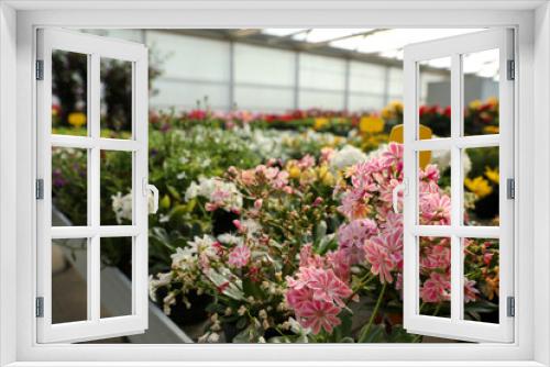 Fototapeta Naklejka Na Ścianę Okno 3D - Beautiful blooming lewisia plant in garden center, closeup. Space for text