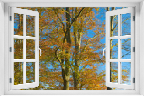 Fototapeta Naklejka Na Ścianę Okno 3D - Group of woodland trees in the fall