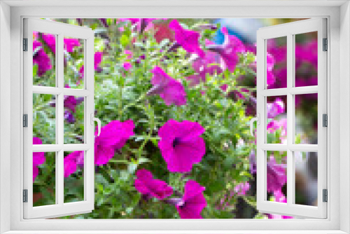 Fototapeta Naklejka Na Ścianę Okno 3D - Dense colorful petunia petunia outdoors，Petunia hybrida Vilm