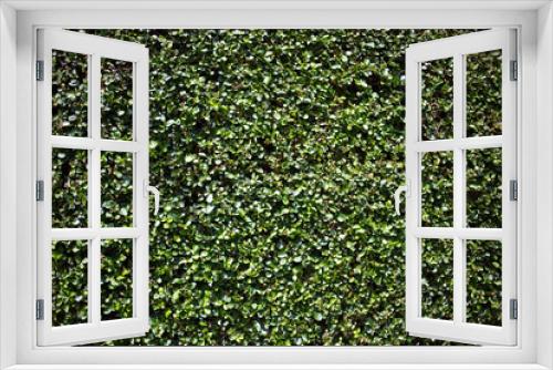 Fototapeta Naklejka Na Ścianę Okno 3D - Green foliage wall, vegetable wallpaper, out of focus.