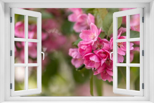 Fototapeta Naklejka Na Ścianę Okno 3D - delicate pink apple flowers. Apple blossoms. Spring.