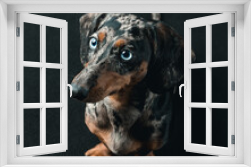 Fototapeta Naklejka Na Ścianę Okno 3D - dachshund with blue eyes in studio