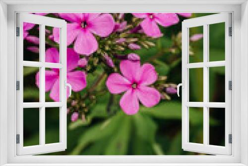 Fototapeta Naklejka Na Ścianę Okno 3D - Bright pink phlox close-up in the summer garden.