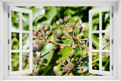 Fototapeta Naklejka Na Ścianę Okno 3D - Persian ivy (in german Kolchischer Efeu) Hedera colchica (K. Koch)