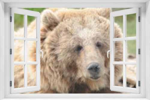 Fototapeta Naklejka Na Ścianę Okno 3D - bear, wildlife, predators, shelter, endangered, great, dangerous, 