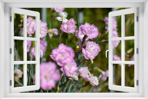 Fototapeta Naklejka Na Ścianę Okno 3D - flowers in the garden